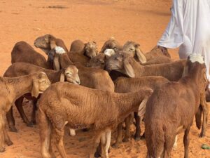 الماشية على خط النار: كيف تفتك الحرب بالثروة الحيوانية؟