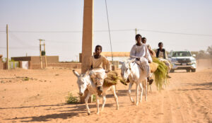 شندي على حافة الهاوية